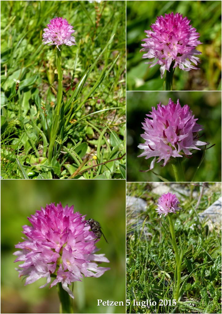 Orchidee alpine austriache ( M.Traweng, Burgeralm, Petzen, M.Dobratsch)